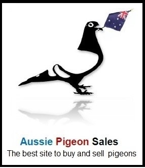 Aussie Pigeon Sales