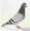 Victorian Racing Pigeon Union    