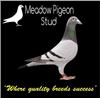 Meadow Pigeon Stud