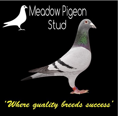 Meadow Pigeon Stud